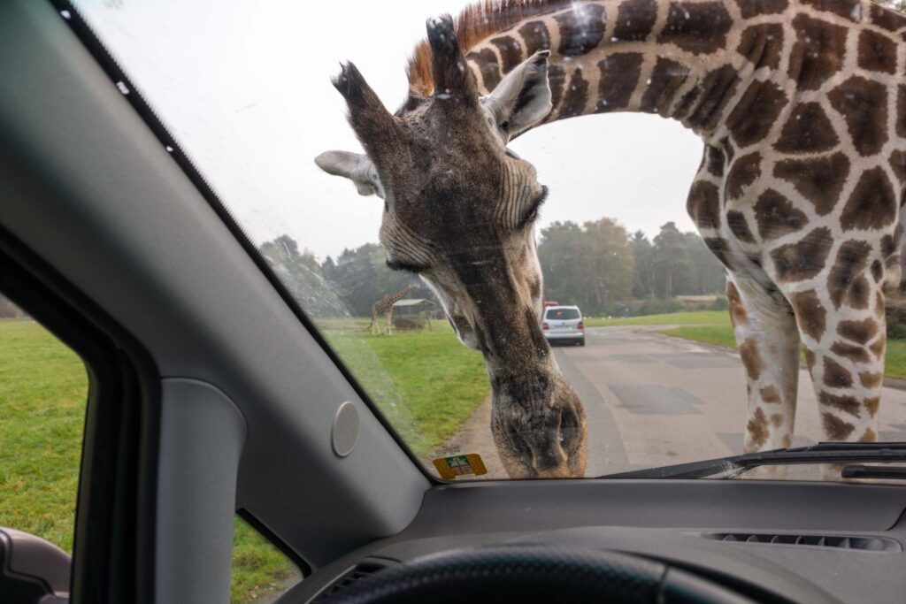 Serengeti-Park mit Kindern bei der Safari im eigenen Auto