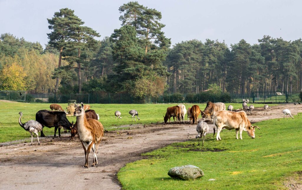 Tiere auf der Fahrstrecke im Serengeti-Park