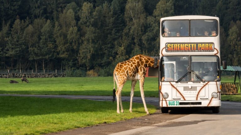 Serengeti-Park mit Kindern: Safari-Bus