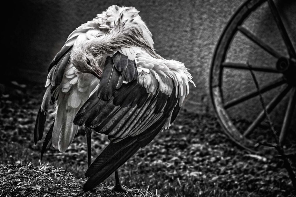 Tierbeobachtung im Wildpark Pforzheim mit Kindern