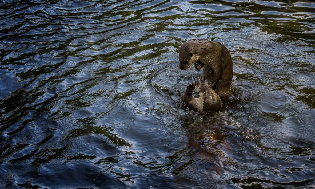 Wildtiere im Wald des Wildparks Pforzheim