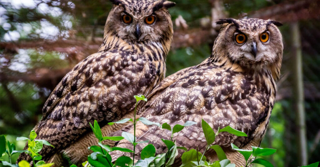 Wildpark Pforzheim mit Kindern: Eintritt, Tiere und Tipps