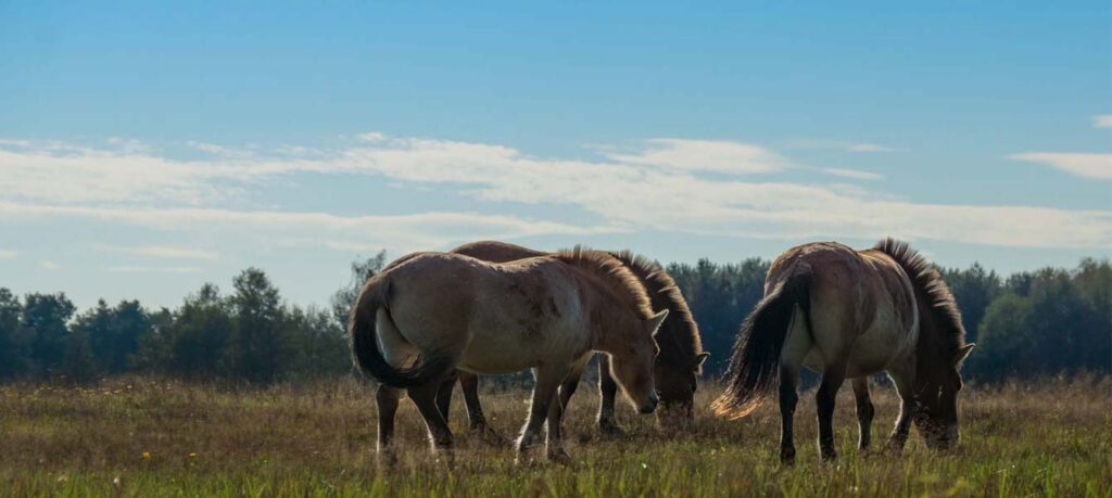 Wildpark Schorfheide mit Kindern: Tipps für den Ausflug